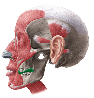 Risorius muscle (#5888)