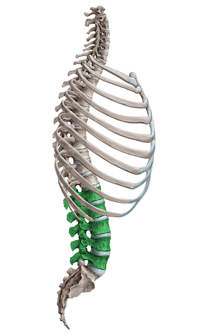 Lumbar vertebrae (#18089)