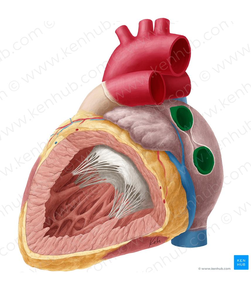 Left pulmonary veins (#10210)