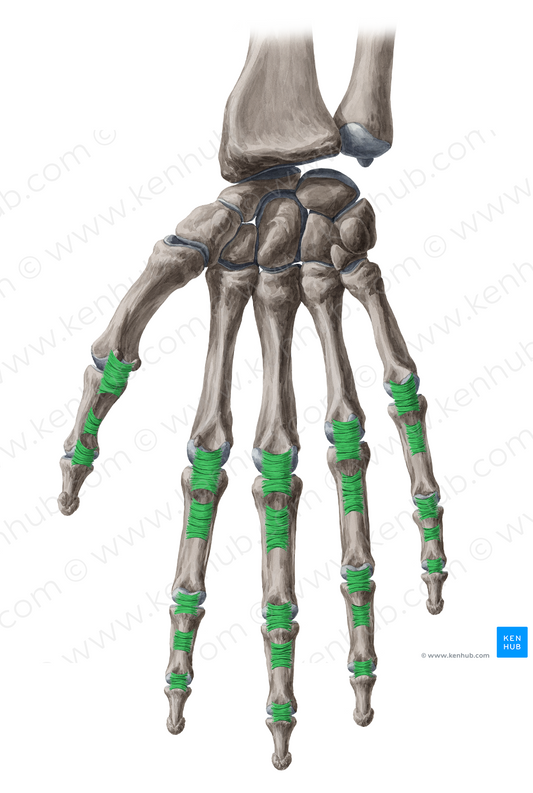 Anular ligaments of fingers (#4449)