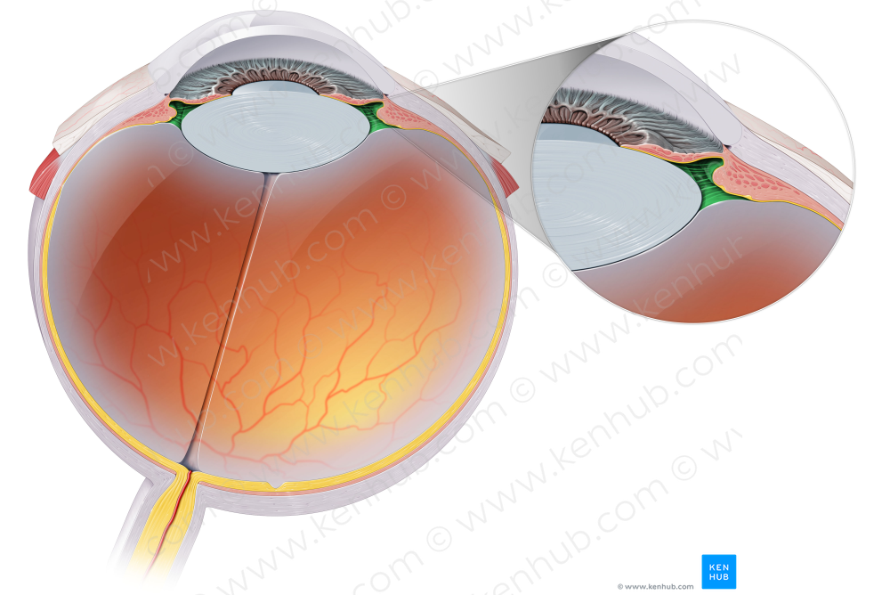 Posterior chamber of eyeball (#2299)