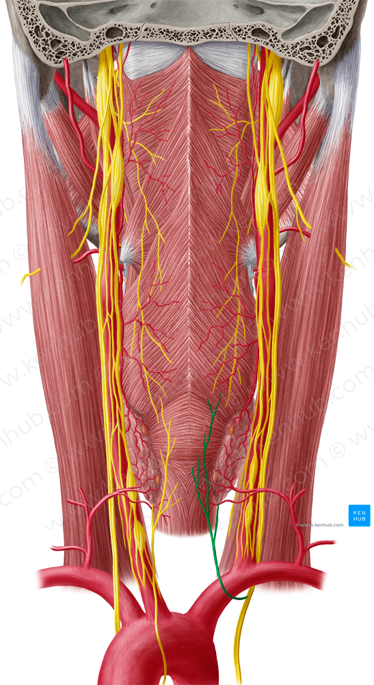 Right recurrent laryngeal nerve (#6508)