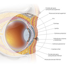 Anterior eye: sagittal section (Spanish)