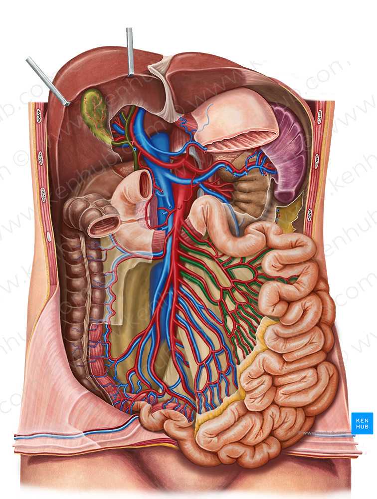 Jejunal veins (#10167)