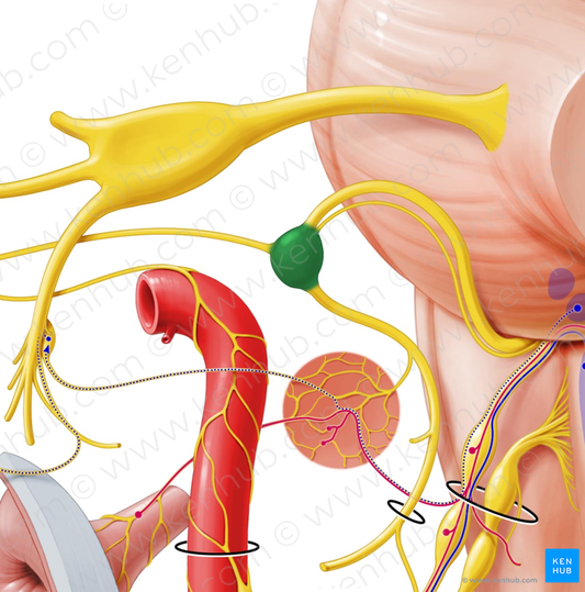 Geniculate ganglion (#3973)