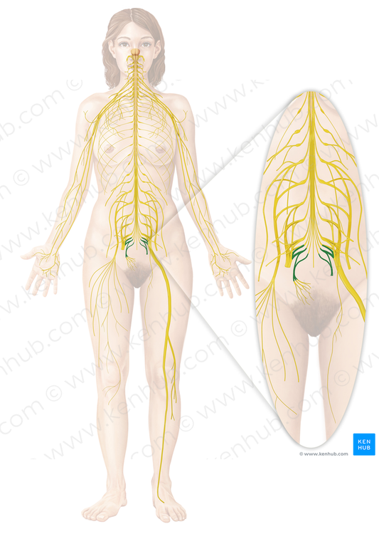 Coccygeal plexus (#7983)