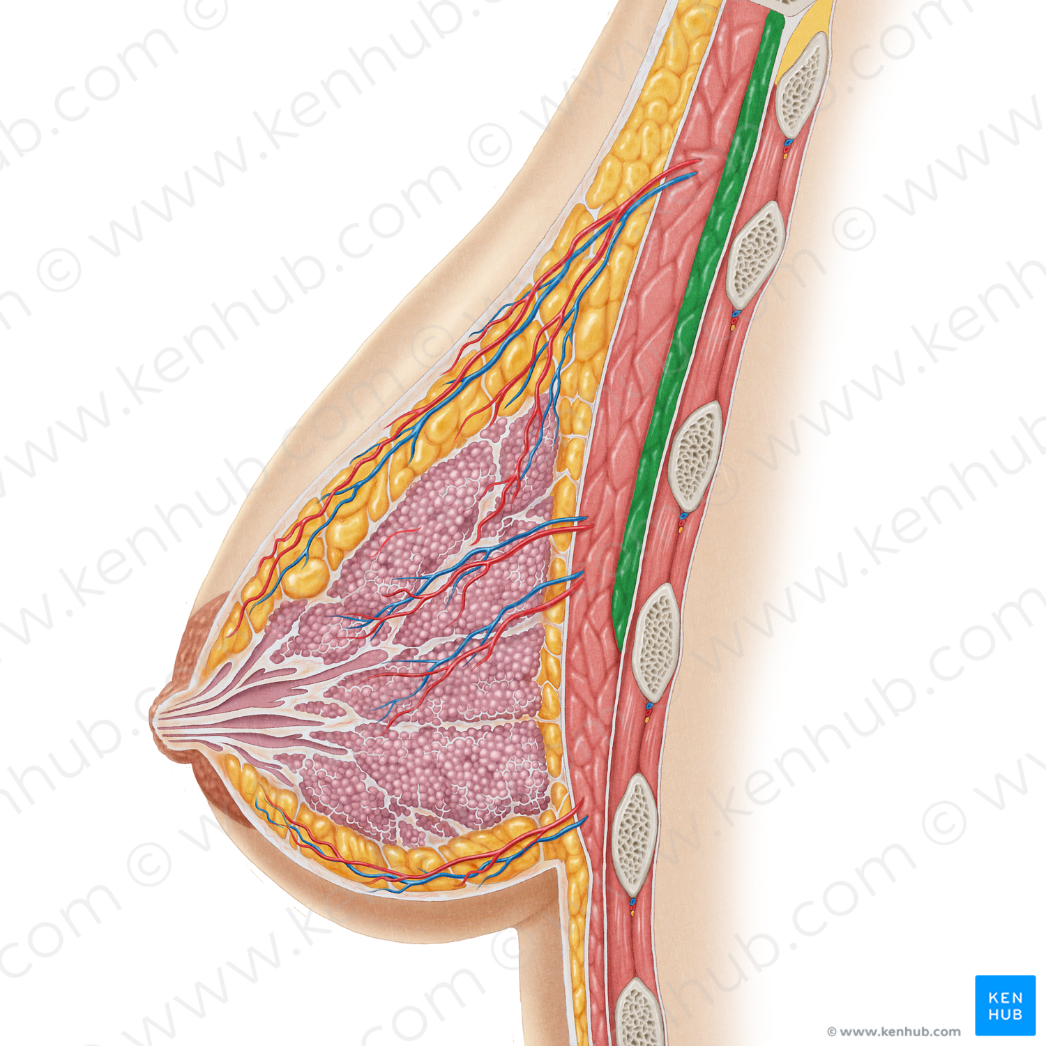 Pectoralis minor muscle (#19614)