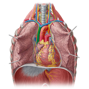 Superior vena cava (#10076)