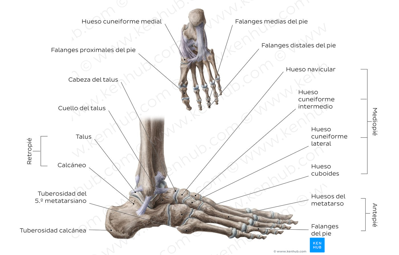 Bones of the foot (Spanish)
