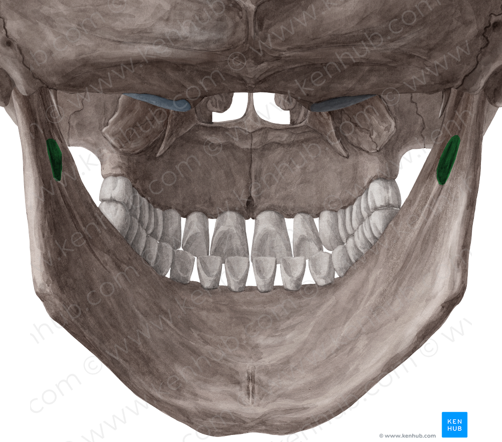 Productos – Tagged "Posterior & Lateral Views Of The Skull" – Kenhub Image License Store