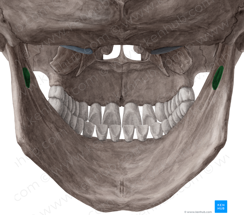 Inferior alveolar foramen of mandible (#3766)
