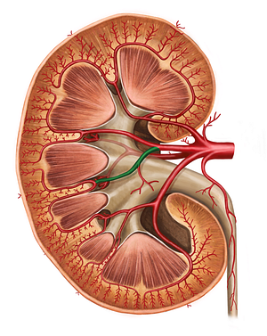 Anterior inferior segmental artery of kidney (#1766)