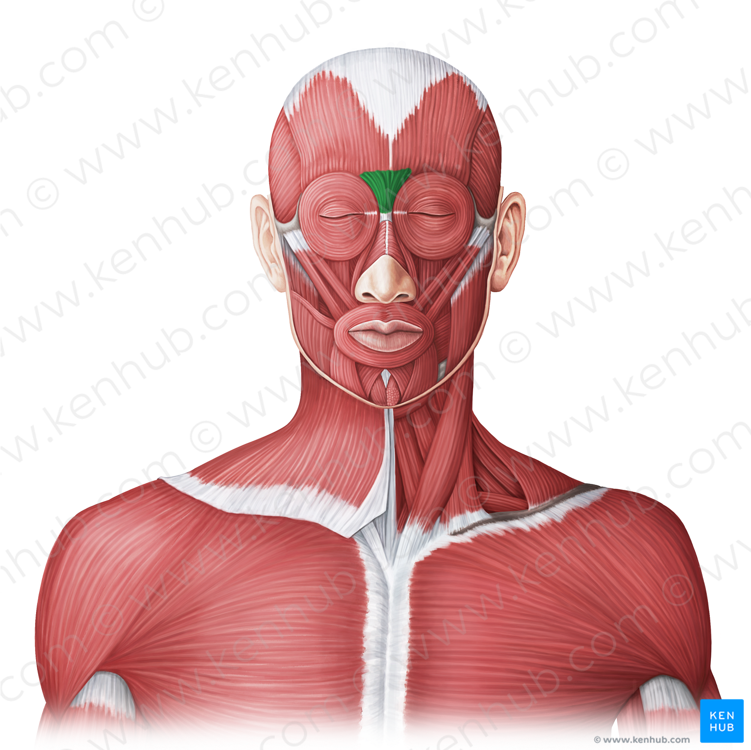 Procerus muscle (#20009)