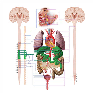 Greater thoracic splanchnic nerve (#18563)