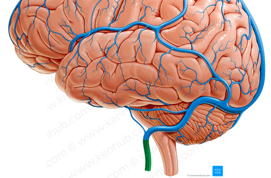 Internal jugular vein (#10358)