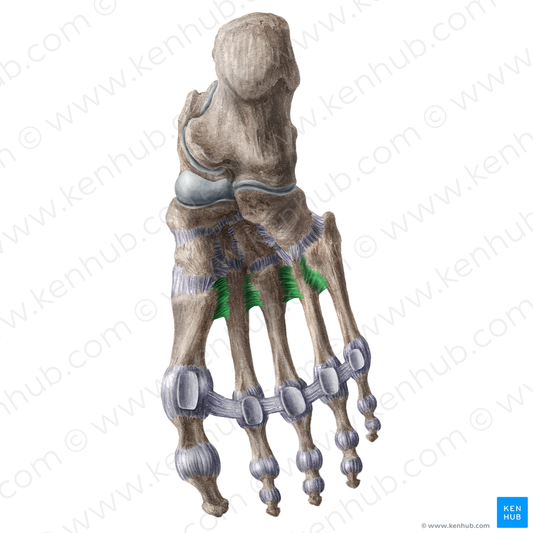 Plantar metatarsal ligaments (#18612)