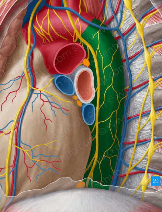 Descending thoracic aorta (#741)