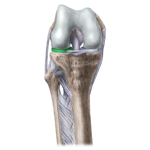 Lateral meniscus (#5061)