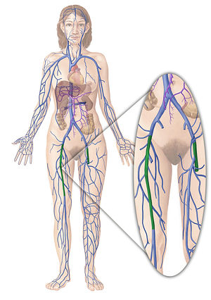 Femoral vein (#10247)