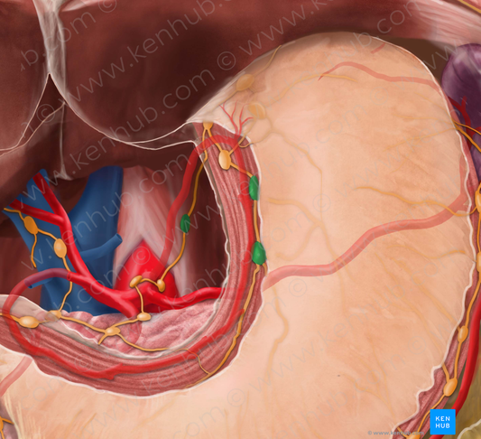 Left gastric lymph nodes (#6997)