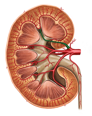 Superior segmental artery of kidney (#1771)