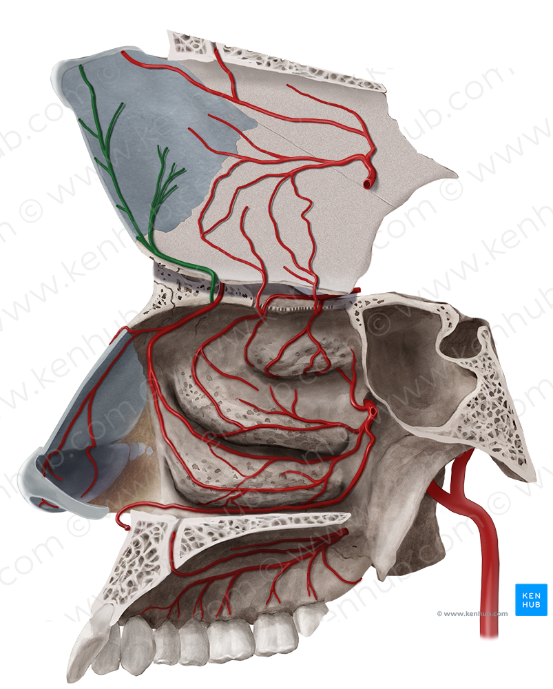 Anterior septal branches of anterior ethmoidal artery (#8556)