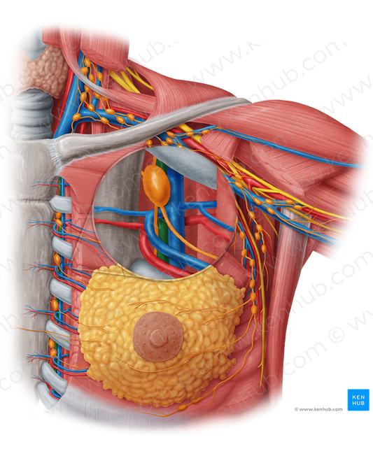 Internal thoracic artery (#1917)