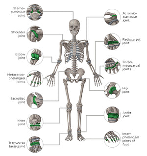 Main joints - anterior (English)