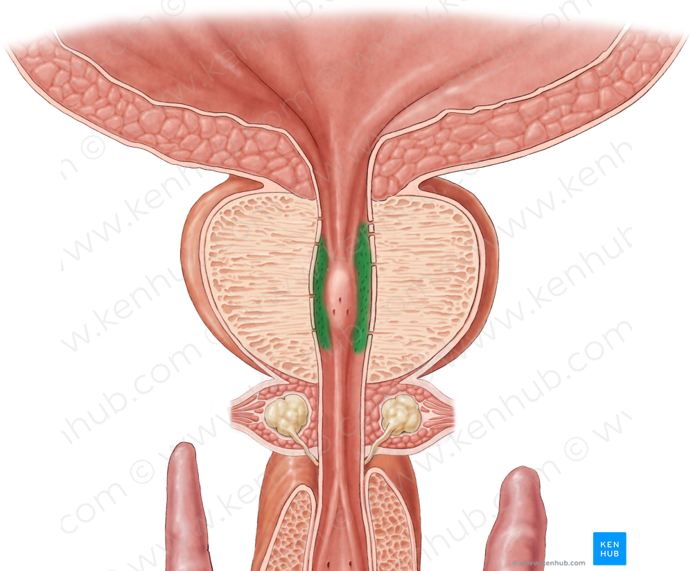 Prostatic ductules (#3292)