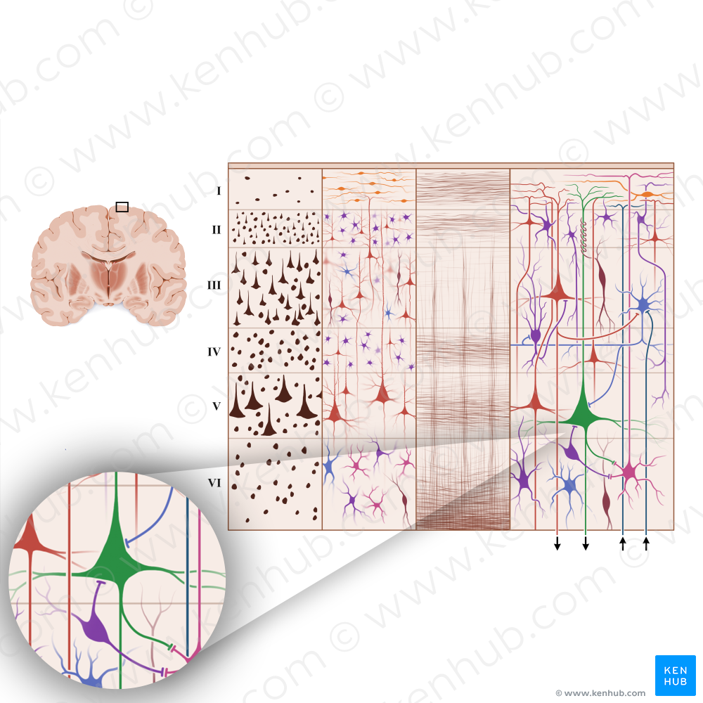 Large pyramidal cell (#18942)