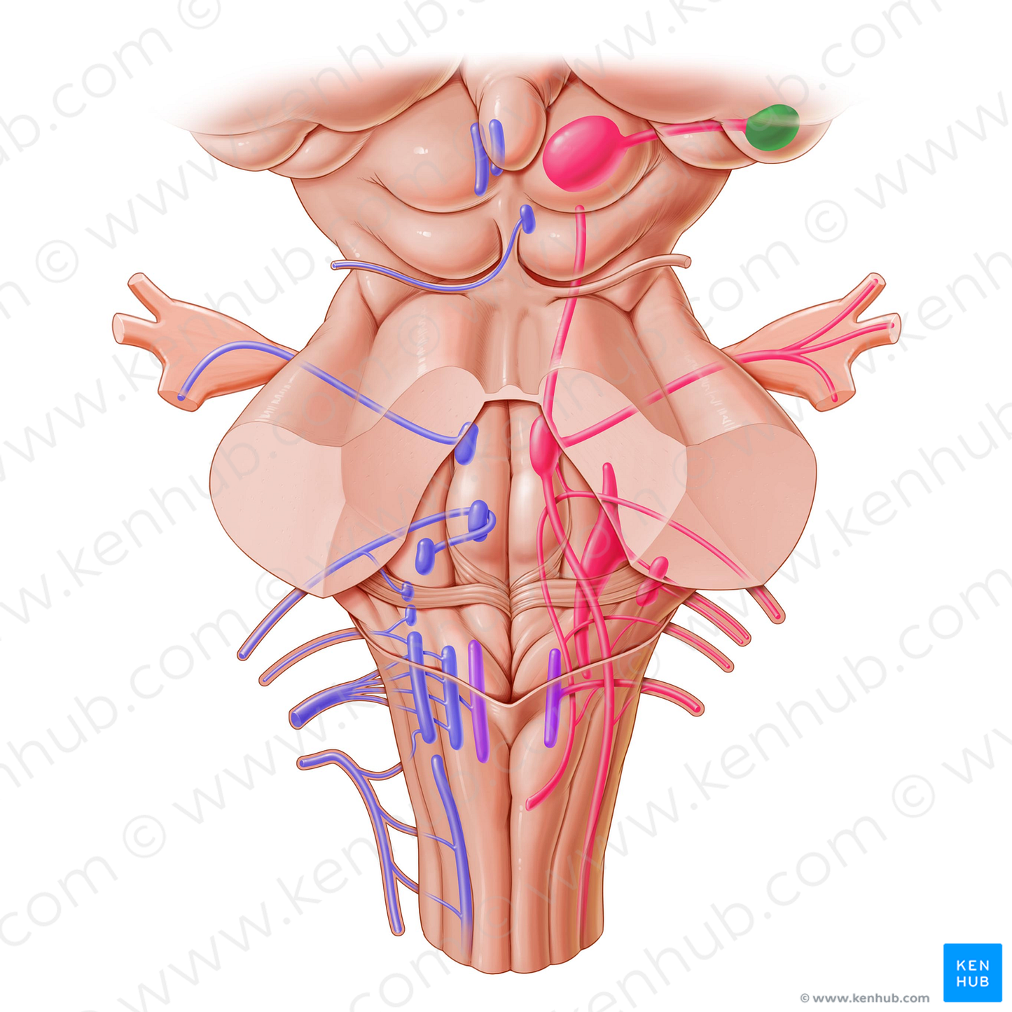 Lateral geniculate body (#2933)