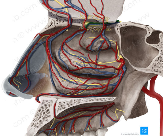 Posterior ethmoidal artery (#1231)