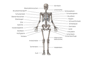 Skeletal system (German)