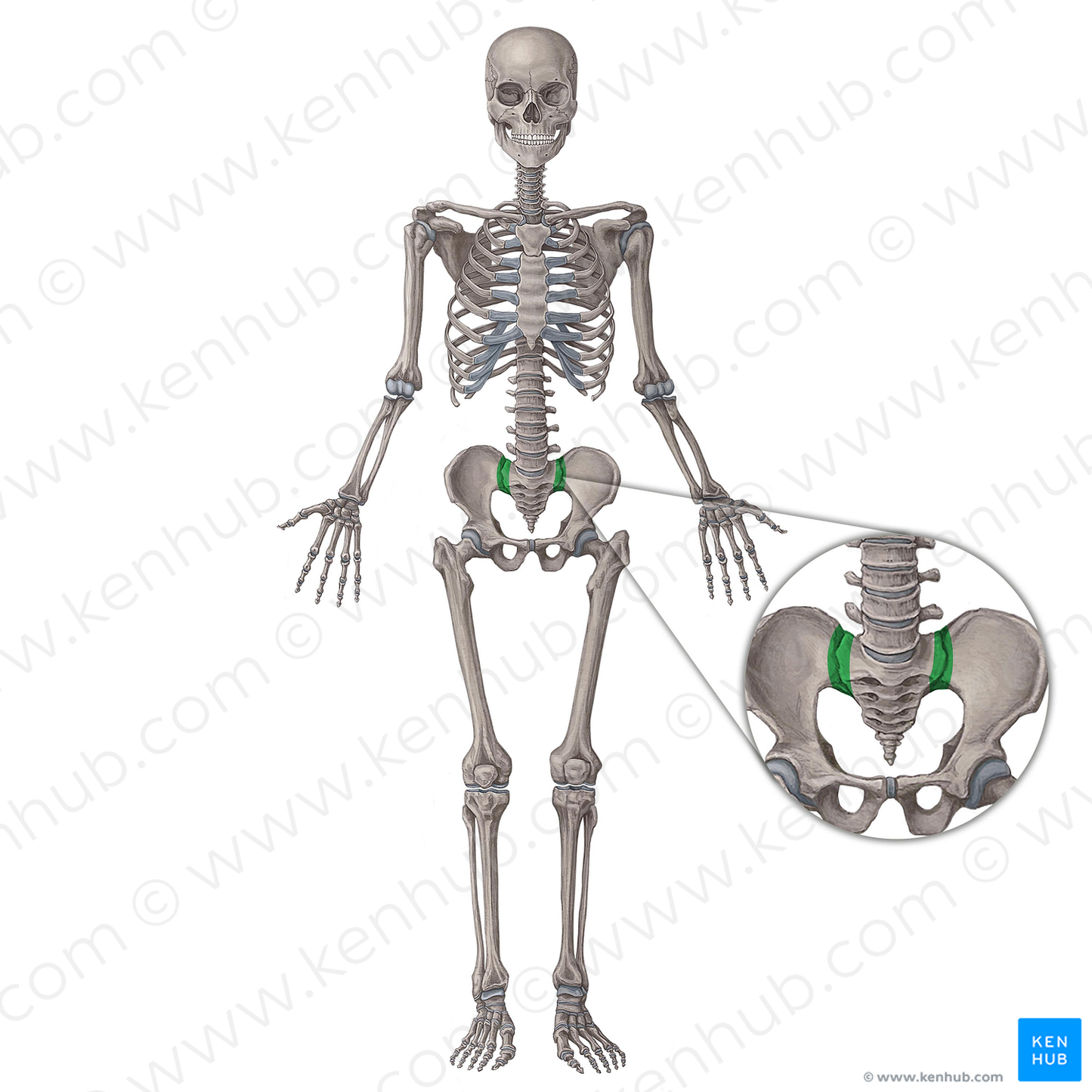 Sacroiliac joint (#2084)