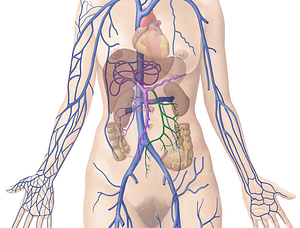 Inferior mesenteric vein (#10406)