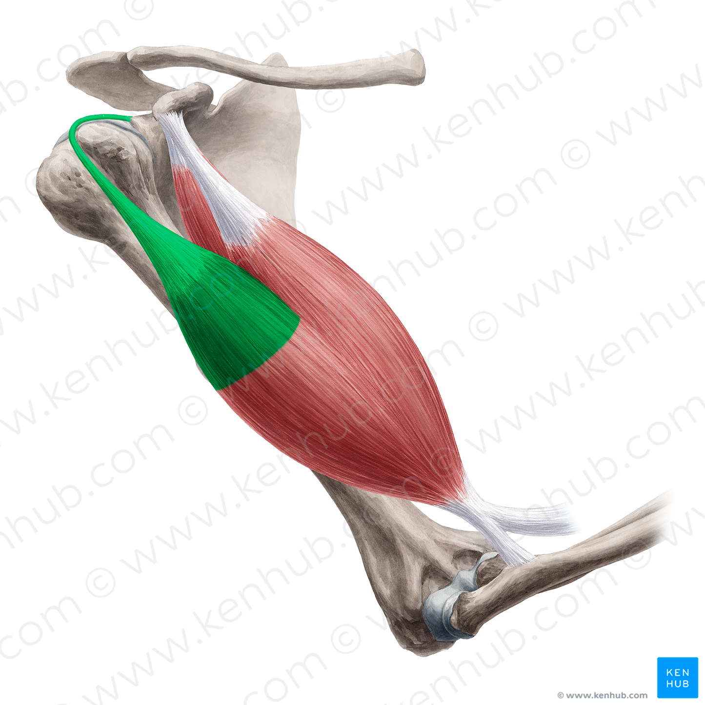Long head of biceps brachii muscle (#2404)