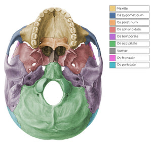 Skull bones - Inferior view (Latin)