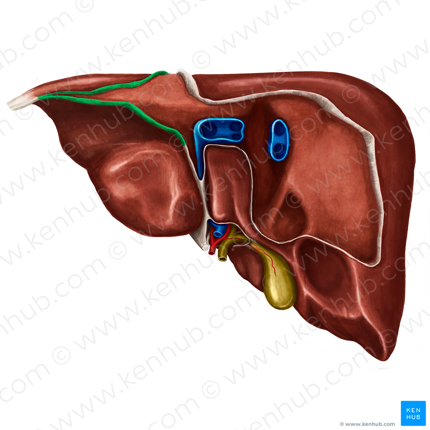 Left triangular ligament of liver (#4667)