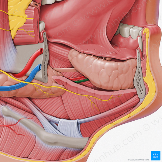 Sublingual vein (#10612)