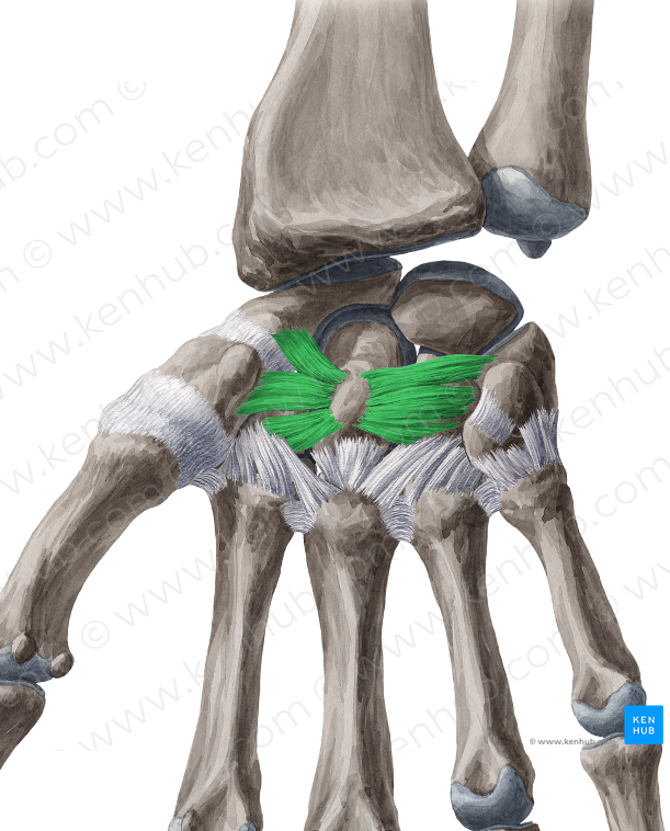 Radiate carpal ligament (#4483)