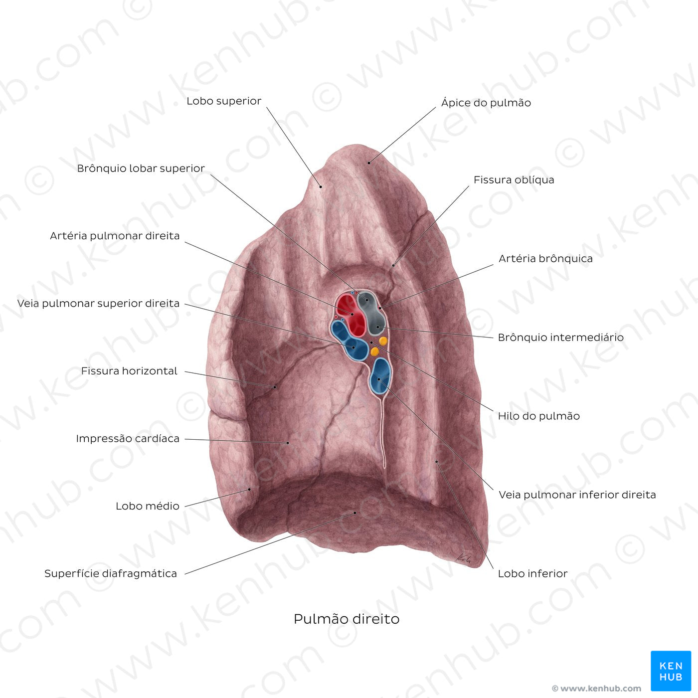 Medial view of the right lung (Portuguese)