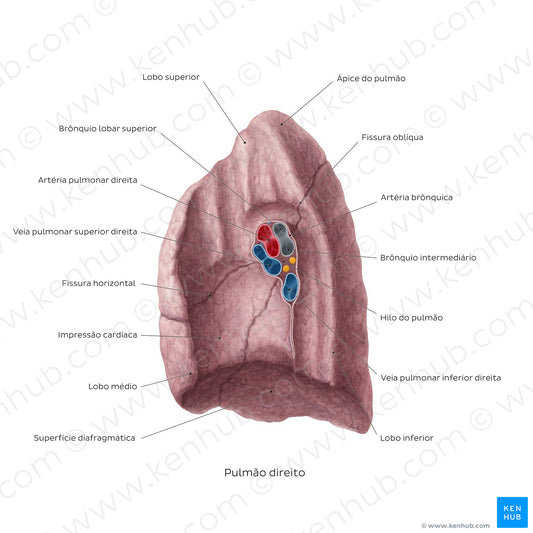 Medial view of the right lung (Portuguese)