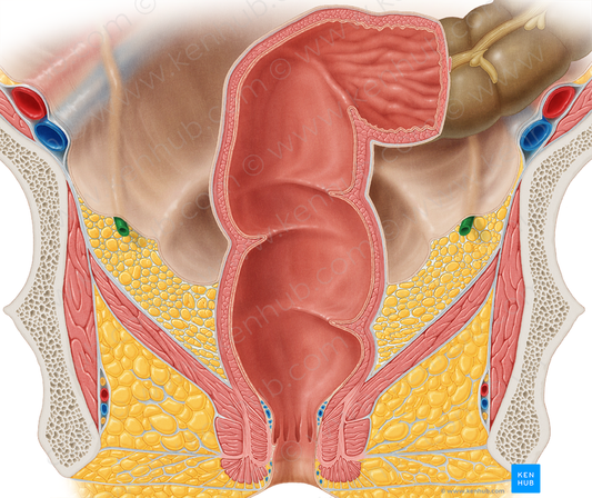 Ureter (#9840)