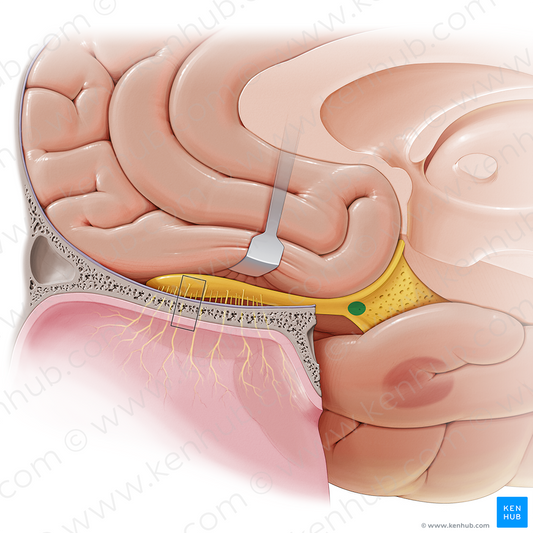 Olfactory tubercle (#9746)