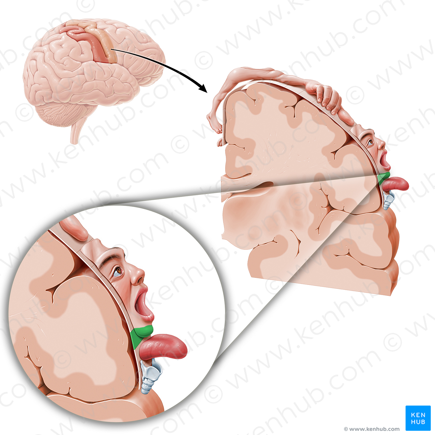 Motor cortex of chin (#11069)