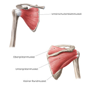 Rotator cuff - anterior and posteror views (German)