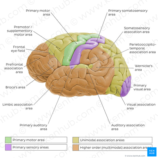 Functional areas of the cerebral cortex (English)