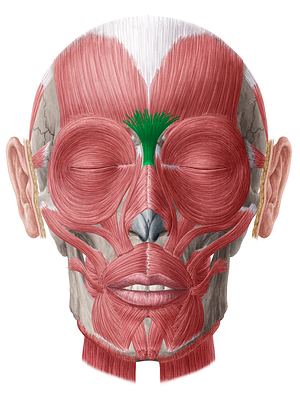 Procerus muscle (#5769)