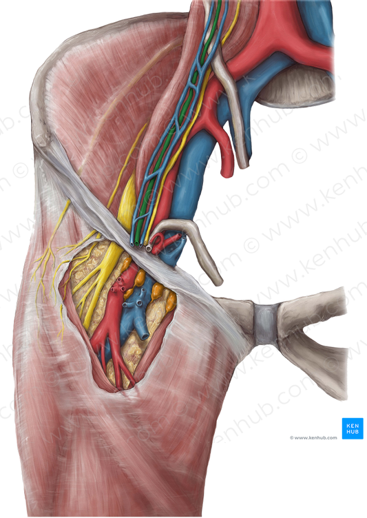 Testicular artery (#1906)