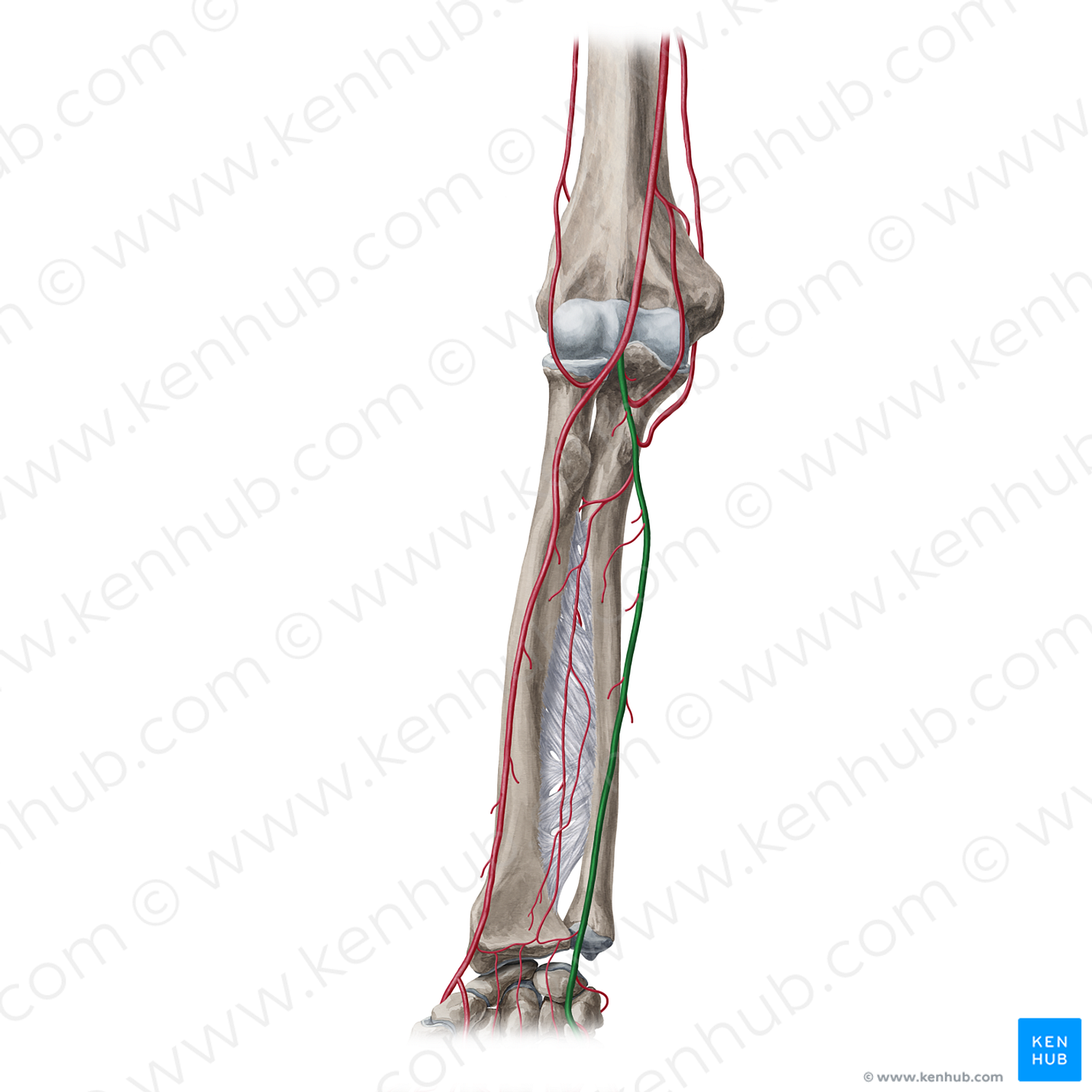 Ulnar artery (#1954)